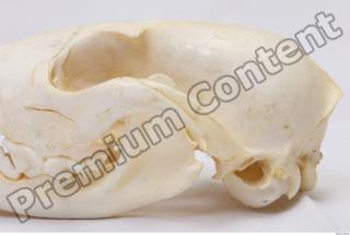 Skull Badger 0003